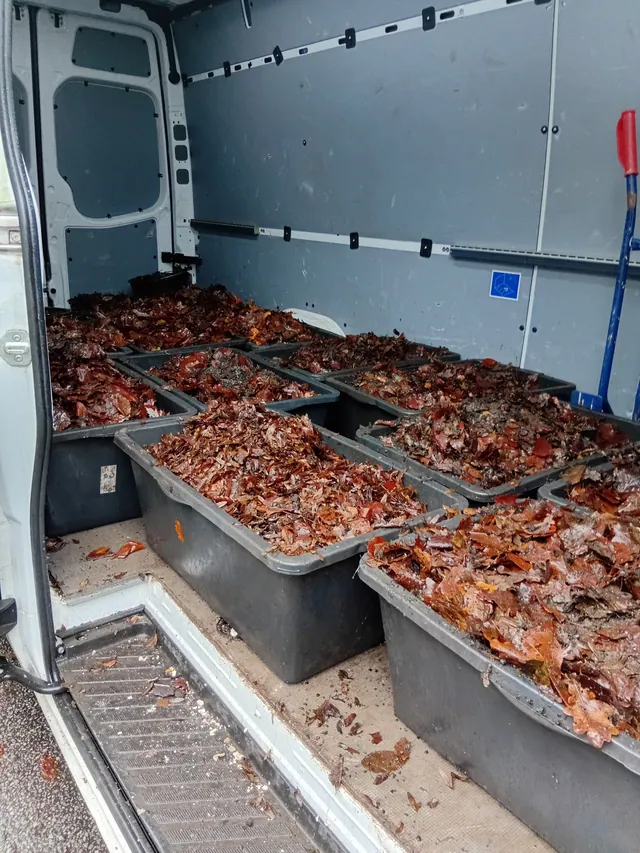Geöffneter Transporter mit mehreren Wannen voller Laub aus Dachrinnen