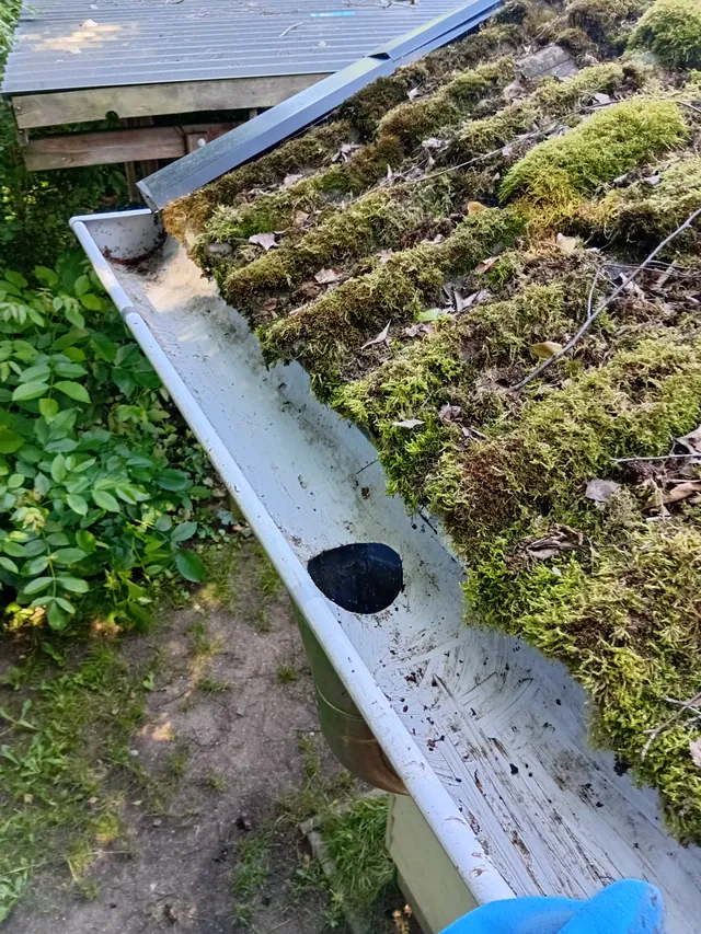 Dachrinne mit dichtem Moosbewuchs auf den angrenzenden Dachplatten