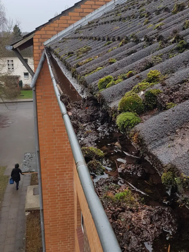 Dachrinne an einem Klinkerhaus, randvoll mit nassem Laub