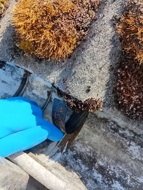 Einsatzfoto von ExpertRinnen: behandschuhte Hände entfernen Moos und Nadeln aus einer Dachrinne
